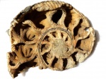 Сборно-разборный Ammonitoceras