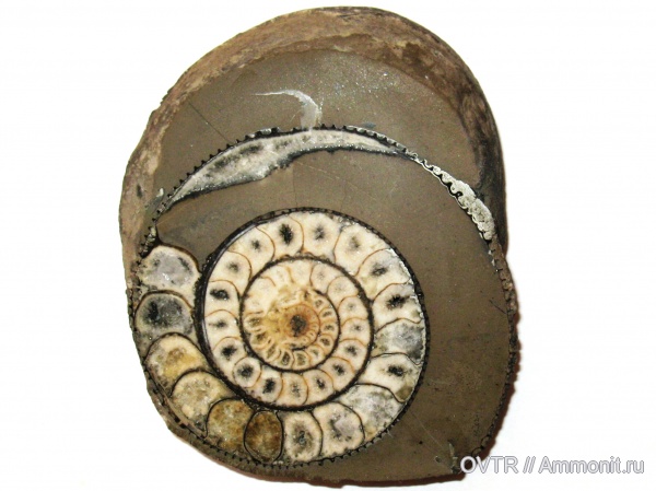аммониты, мел, Карачаево-Черкессия, апт, Ammonites, Северный Кавказ, Aptian, Cretaceous, Costidiscus