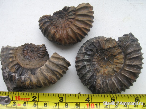 аммониты, юра, Москворечье, Pavlovia, Pavlovia menneri, Ammonites, Jurassic
