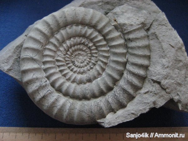 аммониты, юра, головоногие моллюски, устье, Ammonites, Arietites, Arietitidae, Jurassic