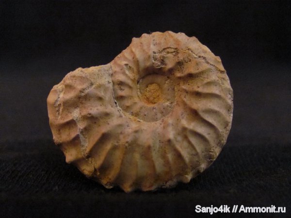 аммониты, мел, головоногие моллюски, Schloenbachia, Ammonites, Cretaceous