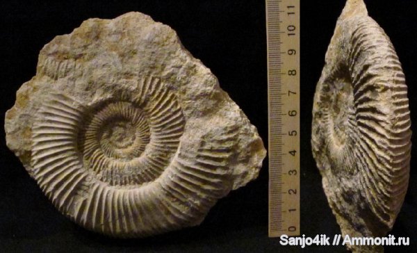 аммониты, юра, головоногие моллюски, Perisphinctes, Ammonites, Jurassic