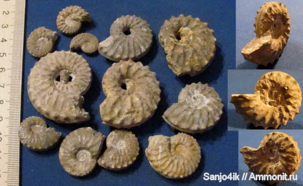 аммониты, мел, головоногие моллюски, Schloenbachia, Ammonites, Schloenbachia varians, Cretaceous