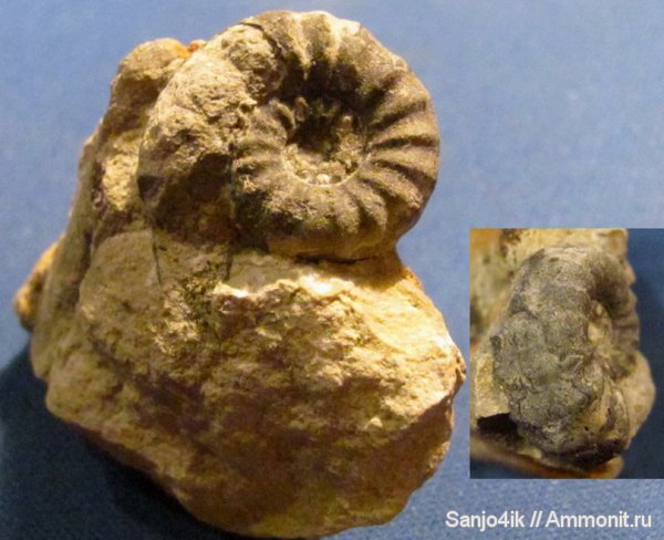 аммониты, юра, головоногие моллюски, Ammonites, Jurassic