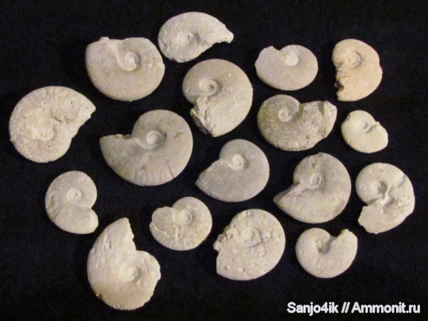 аммониты, юра, головоногие моллюски, Ammonites, Lissoceratoides, Lissoceratoides erato, Jurassic