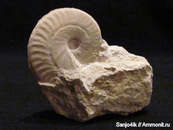 аммониты, юра, головоногие моллюски, Ammonites, Oxycerites, Oxycerites yeovilensis, Jurassic