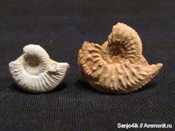 аммониты, юра, Cardioceras, головоногие моллюски, Ammonites, Jurassic