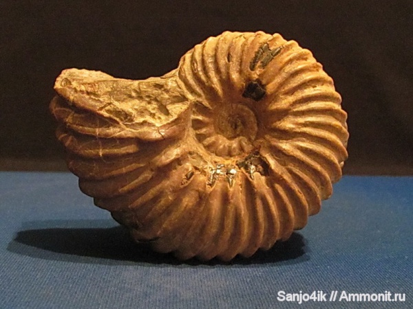 аммониты, мел, Hoplites, Hoplitidae, Ammonites, Hoplites dentatus, Cretaceous