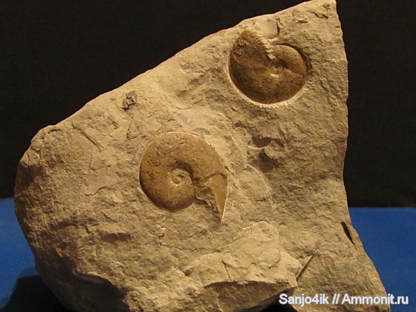 аммониты, юра, Ammonites, Tragophylloceras, Jurassic