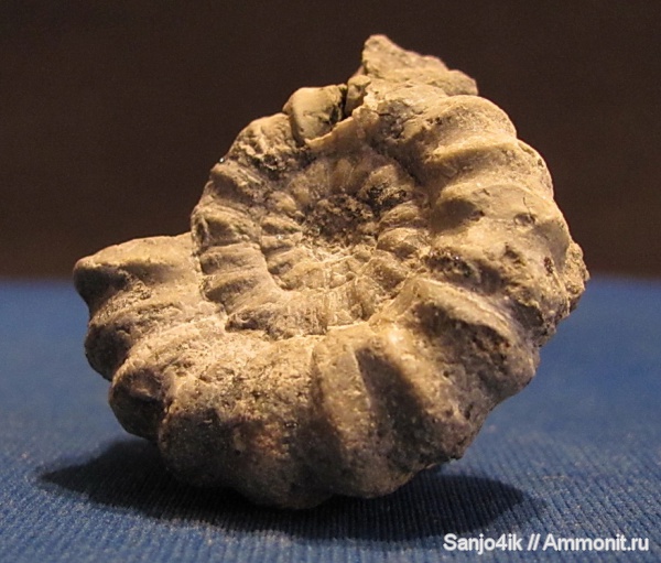 аммониты, юра, Ammonites, Beaniceras, Jurassic