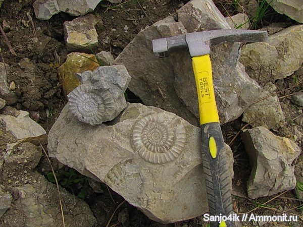 аммониты, юра, Ammonites, Arietites, Jurassic