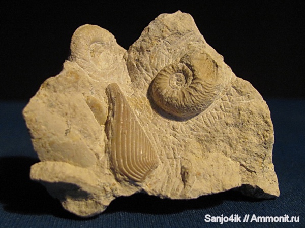 аммониты, юра, аптихи, Ammonites, Aptychi, Jurassic
