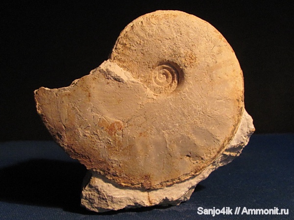 аммониты, юра, Ammonites, Oxycerites, Jurassic