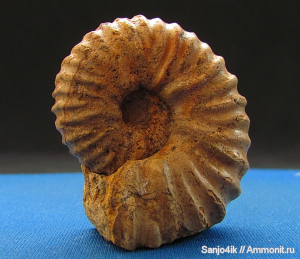 аммониты, мел, Ammonites, Mantelliceras, Cretaceous