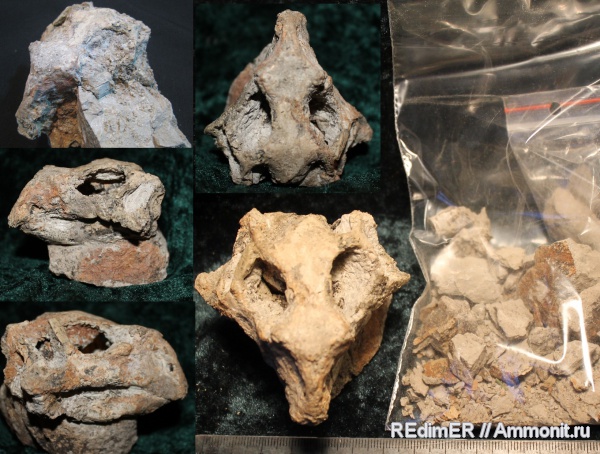 динозавры, мел, Psittacosaurus, Psittacosaurus meileyingensis, Cretaceous