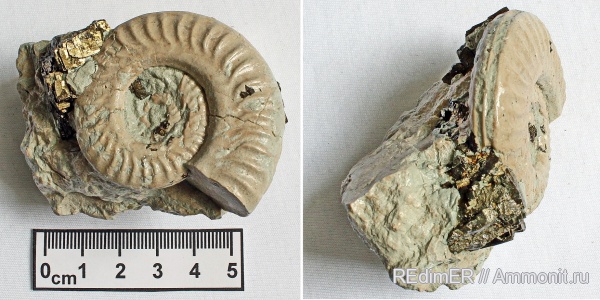 аммониты, Ammonites, Hildoceras