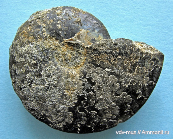 аммониты, Garniericeras, Garniericeras subclypeiforme, Ammonites