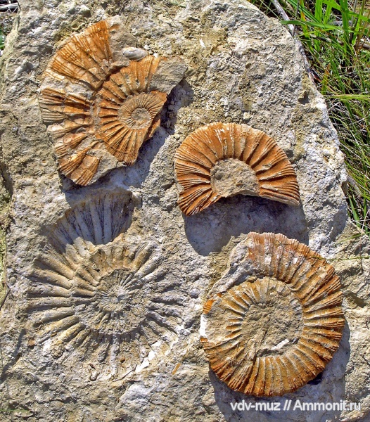 аммониты, Zaraiskites, Ammonites, Zaraiskites zarajskensis