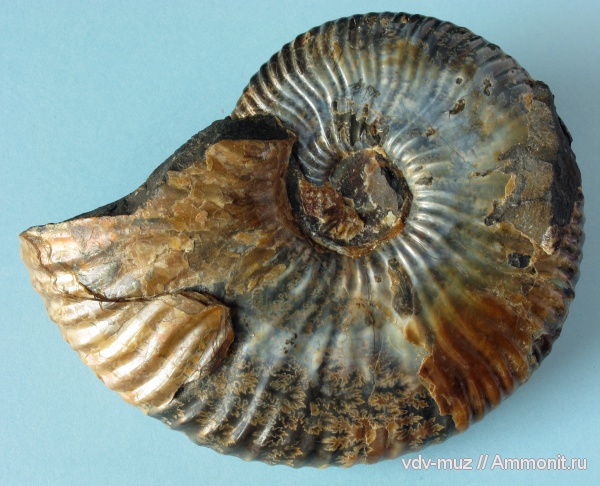 аммониты, мел, Deshayesites, Craspedodiscus discofalcatus, Ammonites, Cretaceous