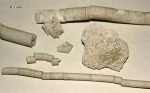 фрагмент стебля, рук, чашечки м. лилии флексибилии Synerocrinus (?) и Moscovicrinus (?)