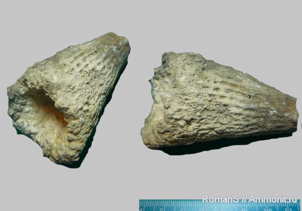 мел, губки, Саратовская область, Sororistirps, Sororistirps radiatum, Cretaceous