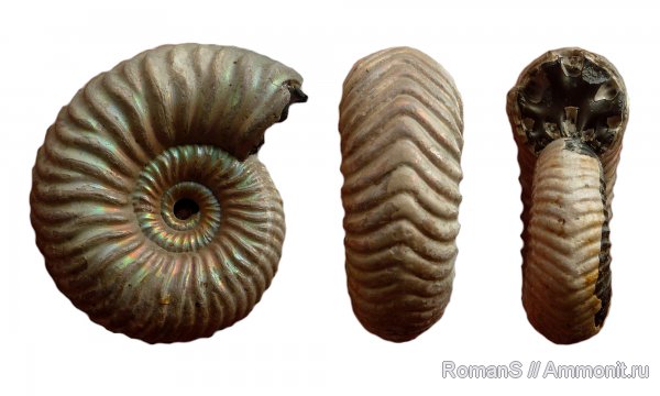 аммониты, юра, Дубки, Vertumniceras, Саратовская область, Vertumniceras angulatum, Ammonites, Jurassic