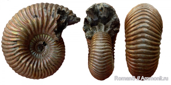 аммониты, юра, Дубки, Eboraciceras, Саратовская область, Ammonites, Eboraciceras rybinskianum, Jurassic