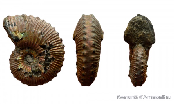 аммониты, юра, Kosmoceras, Дубки, Kosmoceratidae, Саратовская область, Ammonites, Kosmoceras duncani, Jurassic