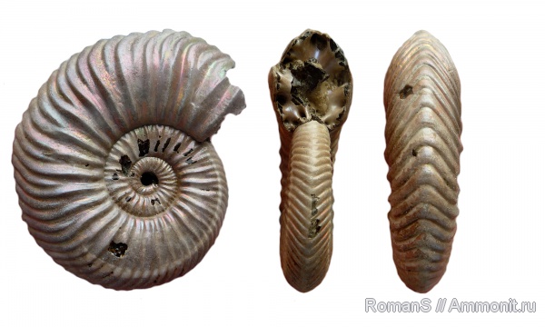 аммониты, юра, Дубки, Vertumniceras, Саратовская область, Ammonites, Vertumniceras mariae, Jurassic