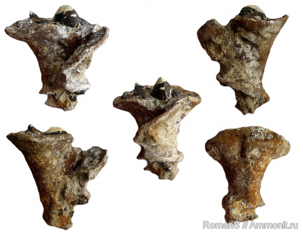 губки, Саратовская область, Napaeana, Napaeana striata, Cretaceous