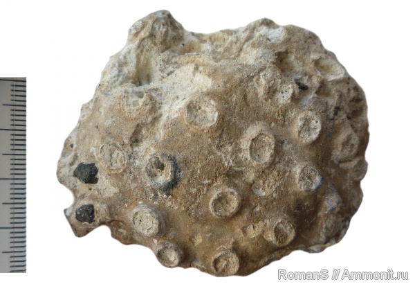мел, губки, Саратовская область, Tremabolites megastoma, Tremabolites, Cretaceous
