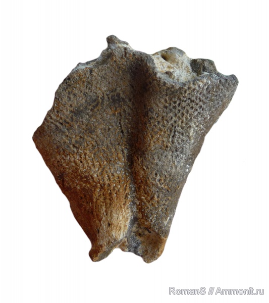 губки, Саратовская область, Napaeana, Napaeana striatopunctata, Cretaceous