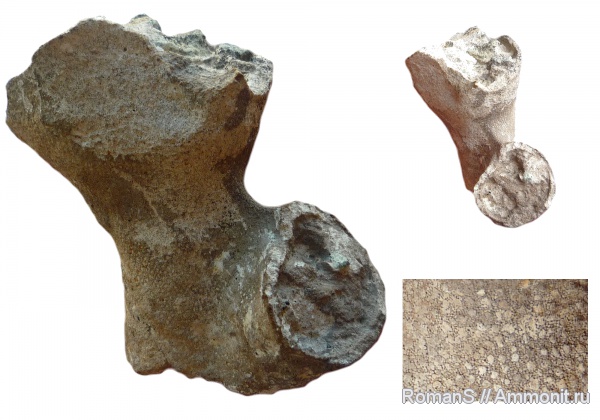 мел, губки, Саратовская область, Leptophragma, Cretaceous