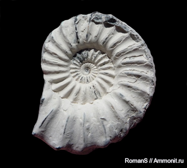 аммониты, юра, Pleuroceras, Ammonites, Pleuroceras spinatum, Amaltheidae, Jurassic