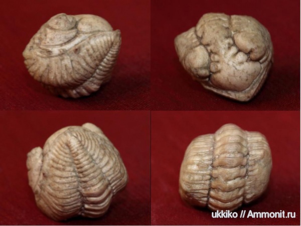 трилобиты, ордовик, р. Волхов, Ingriops, Pterygometopidae, Ordovician
