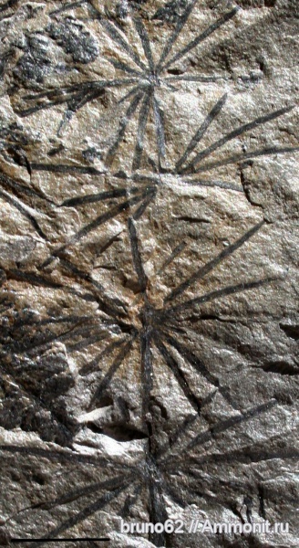 Carboniferous, Annularia, arthrophytes