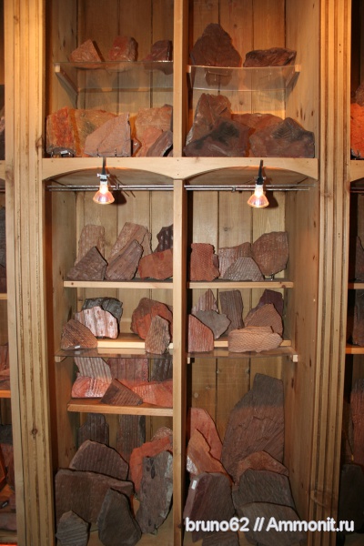 Carboniferous, Bolsovian, France, plants from Liévin aera, коллекции