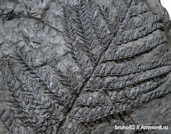 Carboniferous, Pecopteris, Bolsovian, pecopteris plumosa dentata, true fern, Liévin northern France