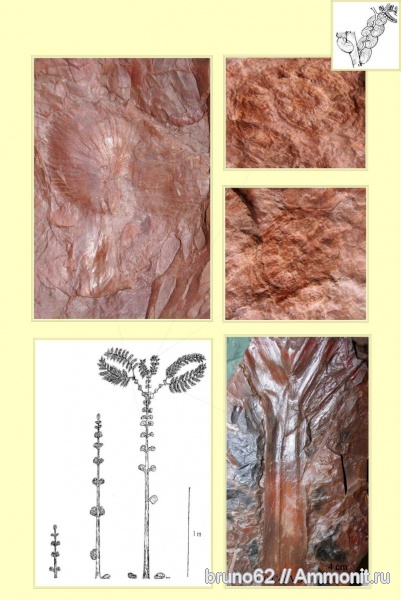 Carboniferous, Cyclopteris, Bolsovian, France, plants from Liévin aera
