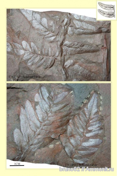 Carboniferous, Neuropteris tenuifolia, Neuropteris, Bolsovian, France, plants from Liévin aera