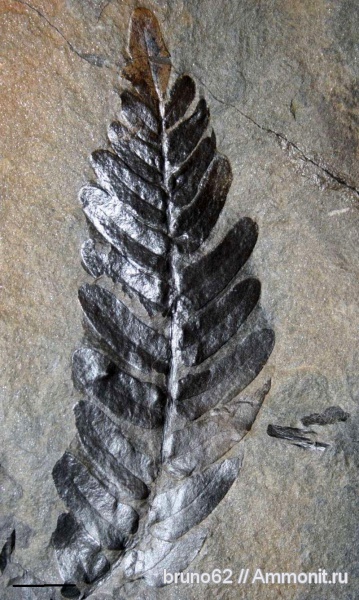 Carboniferous, Neuropteris, Bolsovian, France, plants from Liévin aera