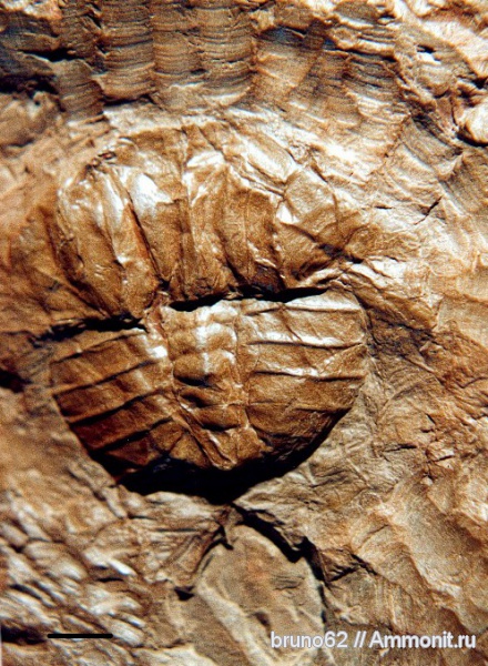 Carboniferous fauna from Liévin, Euproops, Xiphosura