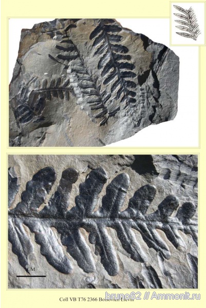 Carboniferous, Alethopteris, Alethopteris Grandini, Bolsovian, France, plants from Liévin aera