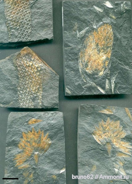 Carboniferous from France, la Mure basin, Lepidostrobus