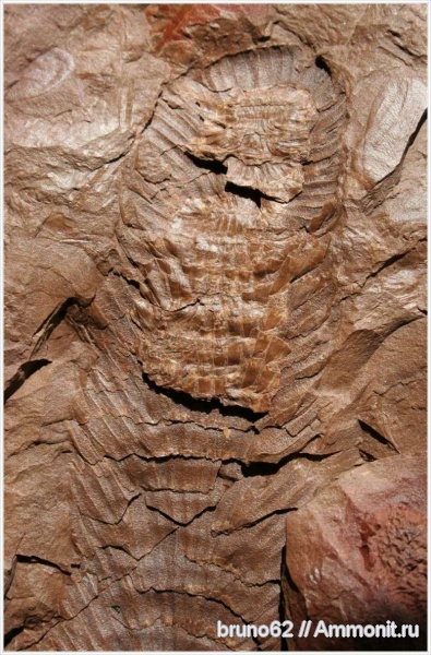 Carboniferous, Bolsovian, France, plants from Liévin aera, Macrostachya