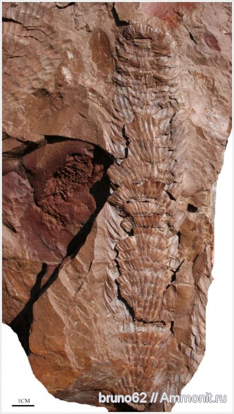 Carboniferous, Bolsovian, France, plants from Liévin aera, Macrostachya