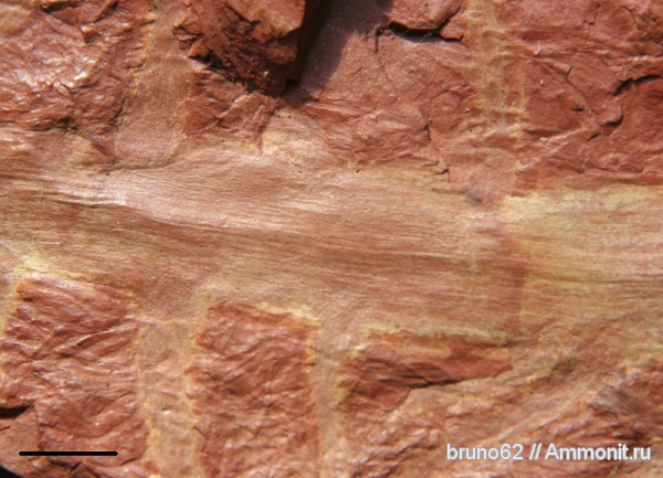 Carboniferous, Bolsovian, France, plants from Liévin aera, Pinnularia