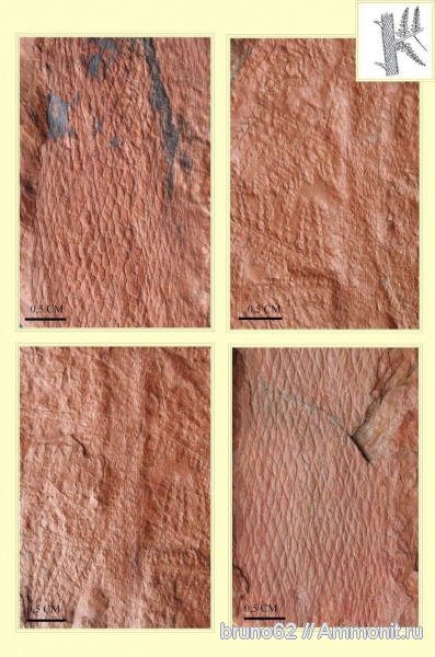 Carboniferous, Langsettian, Lyginopteris