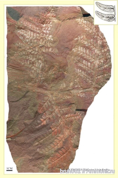 Carboniferous, Neuropteris, Bolsovian, France, plants from Liévin aera, Laveineopteris