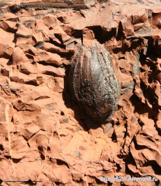 Carboniferous, Pachytesta, seed